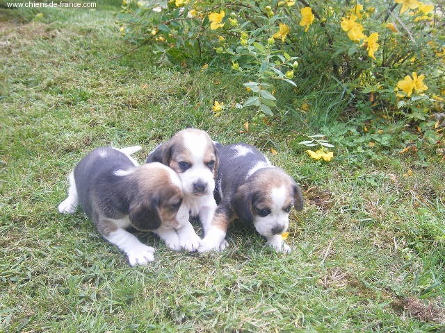 De la chute des airelles - Beagle - Portée née le 30/05/2008